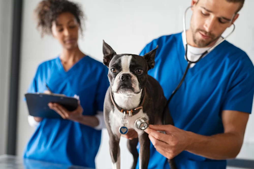 A T Veterinary Systems United Kingdom Jobs: Opportunities in Animal Healthcare Careers