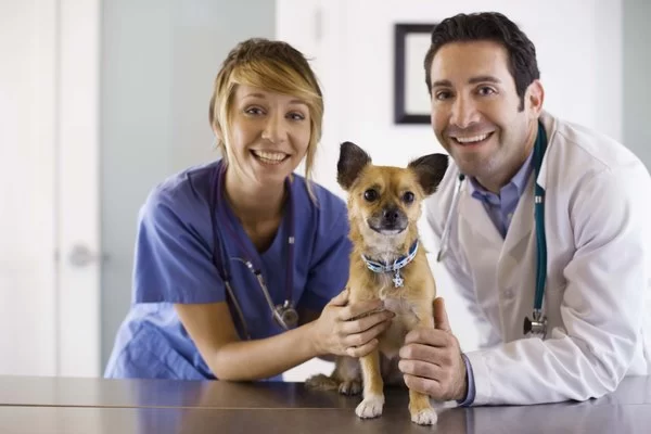 What Degree Is a Veterinarian? Understanding Veterinary Education and Degrees