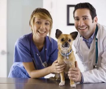 What Degree Is a Veterinarian? Understanding Veterinary Education and Degrees
