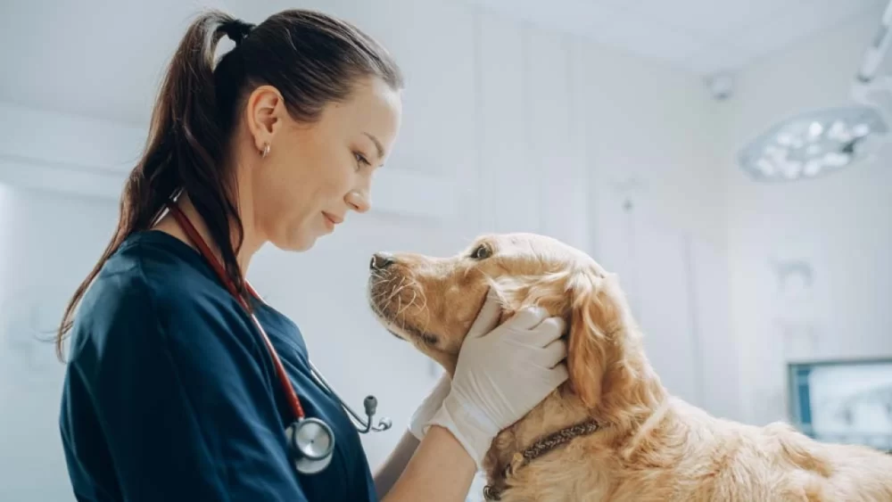 How Long Do You Study for Veterinarian? Complete Timeline and Insights