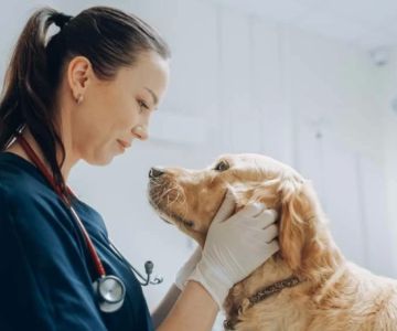 How Long Do You Study for Veterinarian? Complete Timeline and Insights