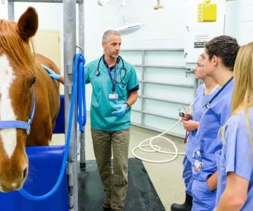 Does UC Davis Have a Veterinary Program? Exploring UC Davis Veterinary School Excellence