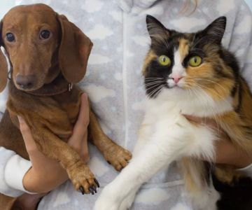 A Note from Arroyo Veterinary Clinic: Caring for Your Pets with Compassion and Expertise