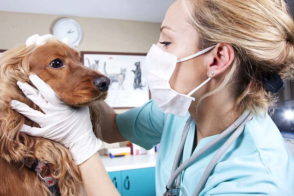 Do You Need a License to Be a Veterinarian? Complete Guide to Becoming a Vet