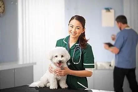 Is Veterinary a Good Career? Exploring the Prospects and Benefits
