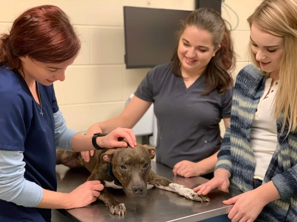 Can a Non Veterinarian Own a Vet Clinic in Michigan? Key Facts and Insights