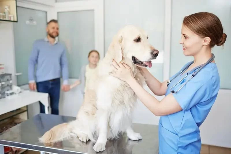 What Does a Veterinary Nutritionist Do: Roles, Benefits, and Insights