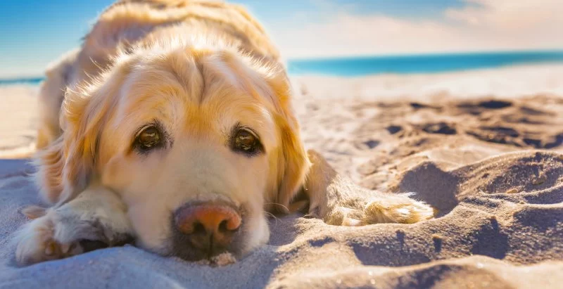 How to Prevent Heatstroke in Pets During Summer Months in the U.S.
