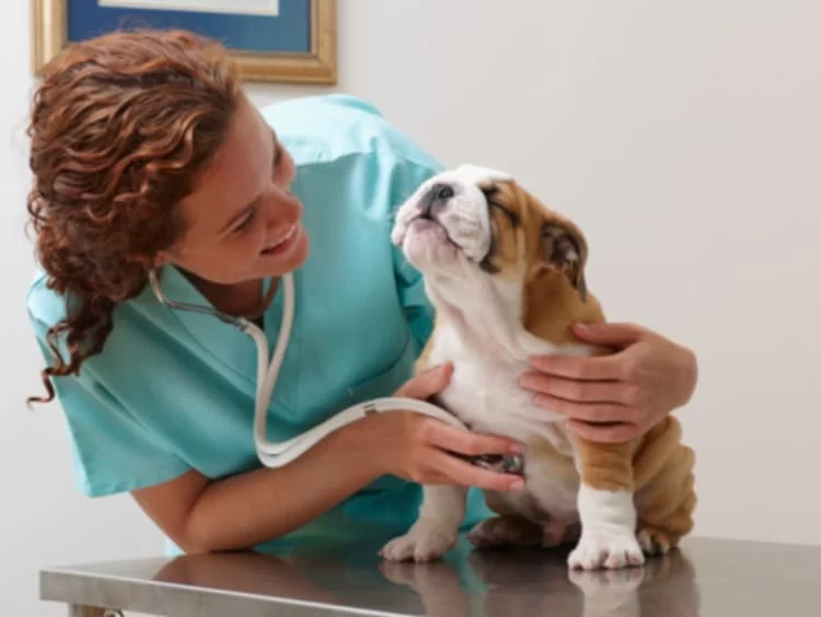 How Long Does It Take to Become a Veterinary Doctor