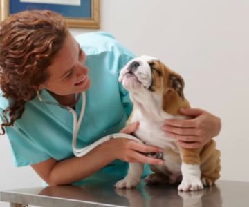 How Long Does It Take to Become a Veterinary Doctor