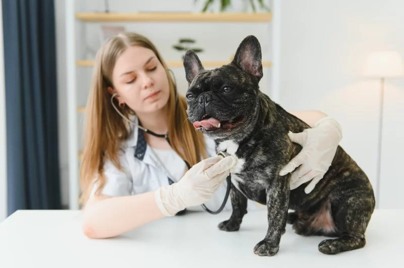 What Are the Usual Hours for a Veterinarian?