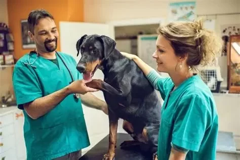 How Long Does It Take to Get a Veterinary Degree? A Complete Guide