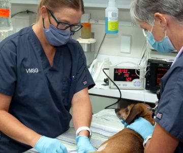 How Long Does It Take to Be a Veterinary Surgeon?