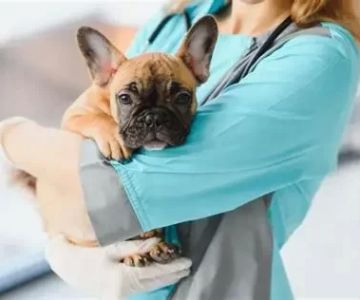 What Should You Major in to Be a Veterinarian? A Complete Guide