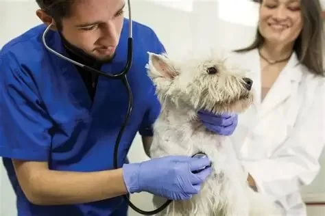 What Degree Do You Need to Become a Veterinarian?