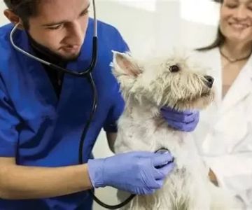 What Degree Do You Need to Become a Veterinarian?