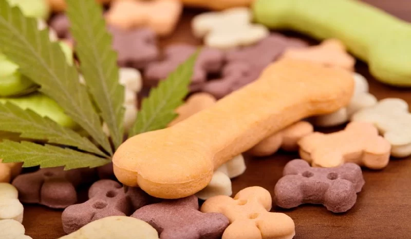 The Truth About CBD Treats for Pets: Benefits, Risks & Vet Advice