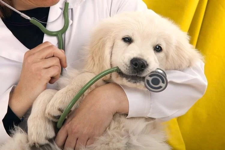 Why A&A Veterinary Stands Out in Pet Healthcare Today