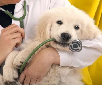 Why A&A Veterinary Stands Out in Pet Healthcare Today