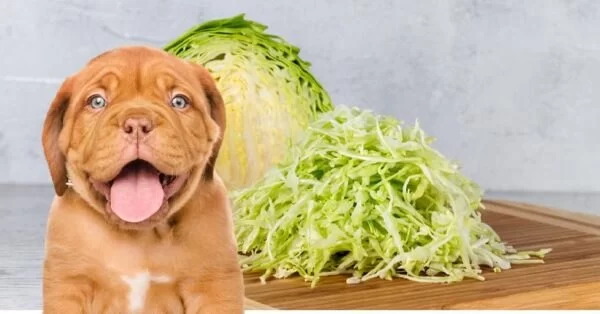 Can Dogs Eat Cabbage? A Detailed Guide for Pet Owners