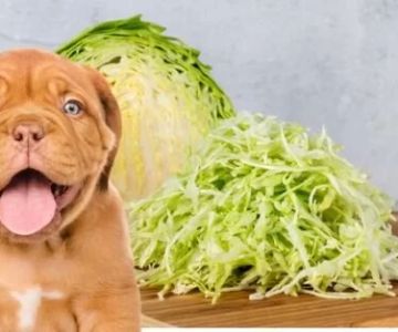 Can Dogs Eat Cabbage? A Detailed Guide for Pet Owners