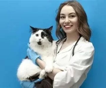 How Much Money Does a Veterinarian Make? Income Insights, Career Paths & Real-Life Examples