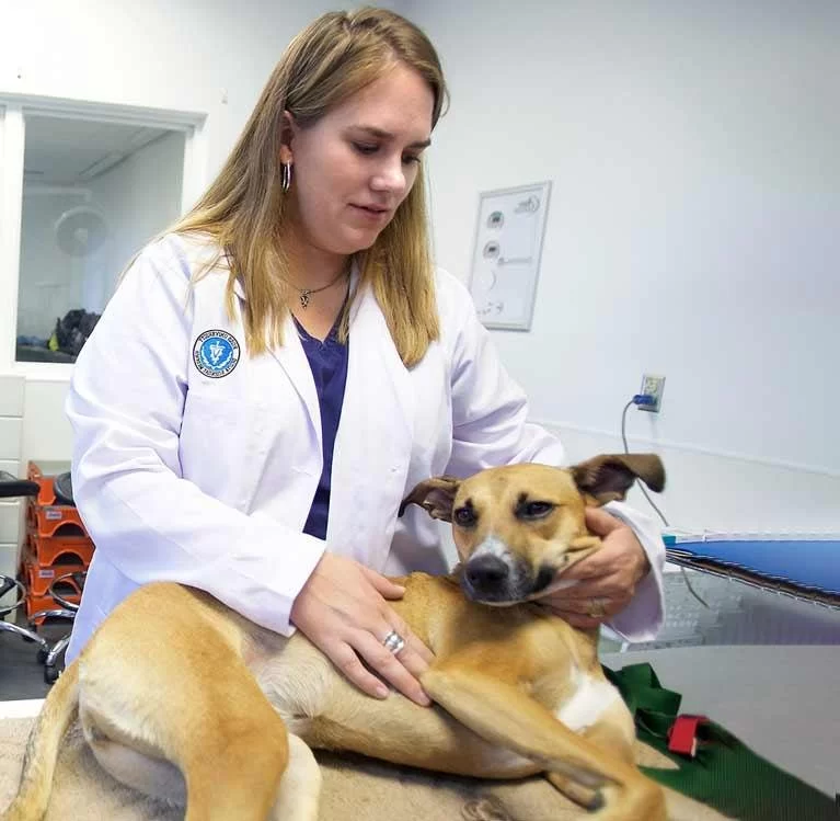 Can You Be a Traveling Veterinarian? Explore a Flexible Career Path