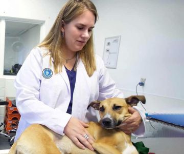 Can You Be a Traveling Veterinarian? Explore a Flexible Career Path