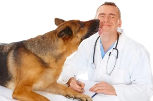 Is Being a Veterinarian Right for Me? A Deep Dive Before You Decide