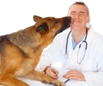 Is Being a Veterinarian Right for Me? A Deep Dive Before You Decide