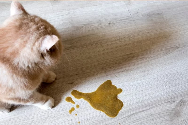 Why Is My Cat Vomiting Clear Liquid? Causes and What to Do