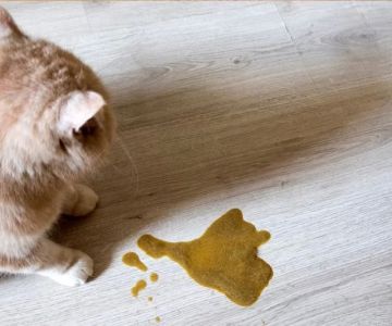 Why Is My Cat Vomiting Clear Liquid? Causes and What to Do