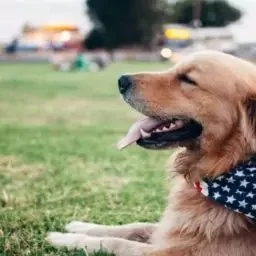 What Degree Do You Get to Be a Veterinarian? A Clear Path to Your Dream Career