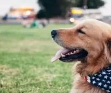 What Degree Do You Get to Be a Veterinarian? A Clear Path to Your Dream Career