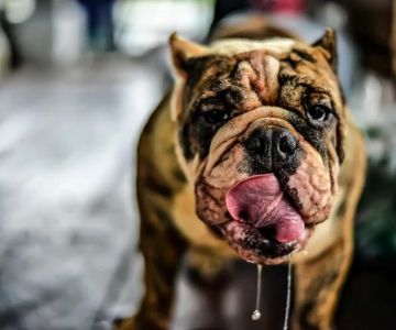 Why Is My Dog Drooling Excessively at Night? Causes & Solutions