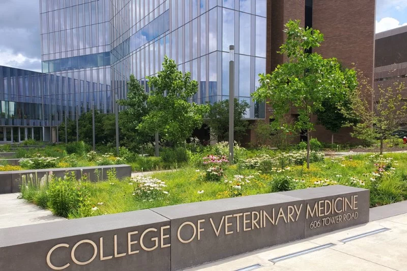What Universities Have Veterinary Programs: Top Schools for Veterinary Medicine