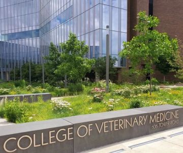 What Universities Have Veterinary Programs: Top Schools for Veterinary Medicine