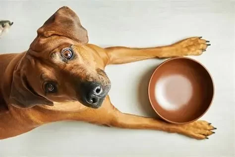 How to Handle Food Aggression in Dogs Safely - Vet Approved Insights