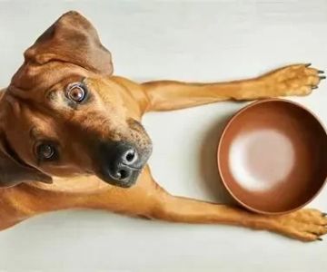 How to Handle Food Aggression in Dogs Safely - Vet Approved Insights