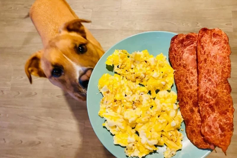 Can Dogs Eat Scrambled Eggs? Vet Approved Tips for a Safe Treat