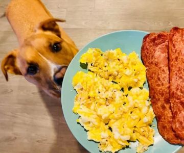 Can Dogs Eat Scrambled Eggs? Vet Approved Tips for a Safe Treat