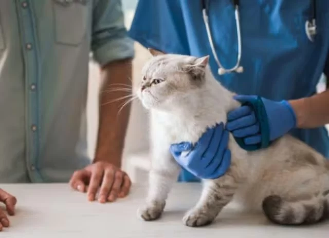 Fatty Tumors in Cats: Benign or Serious? What a Vet Wants You to Know