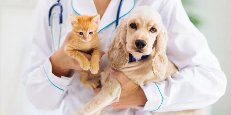 Preventive Veterinary Care: Why It’s Essential for Long-Term Health in 2025