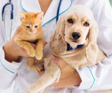 Preventive Veterinary Care: Why It’s Essential for Long-Term Health in 2025
