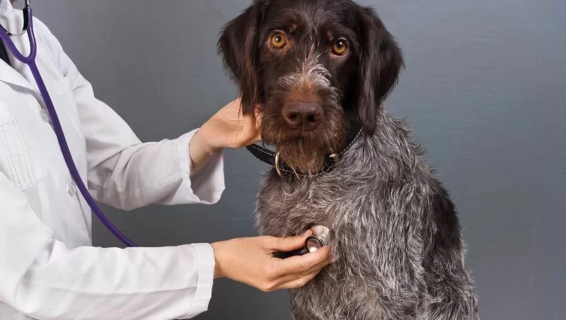 Finding a Veterinarian in My Area: How to Choose the Right One for Your Pet