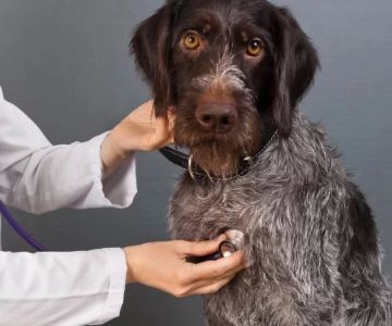 Finding a Veterinarian in My Area: How to Choose the Right One for Your Pet