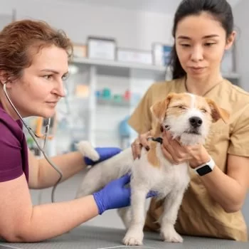 What is Pre-Veterinary Studies? A Guide to the Path to Becoming a Veterinarian