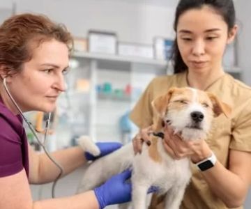 What is Pre-Veterinary Studies? A Guide to the Path to Becoming a Veterinarian