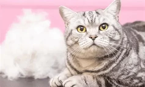 Understanding Cat Excessive Shedding in Clumps: Causes and Solutions