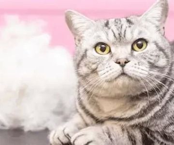 Understanding Cat Excessive Shedding in Clumps: Causes and Solutions